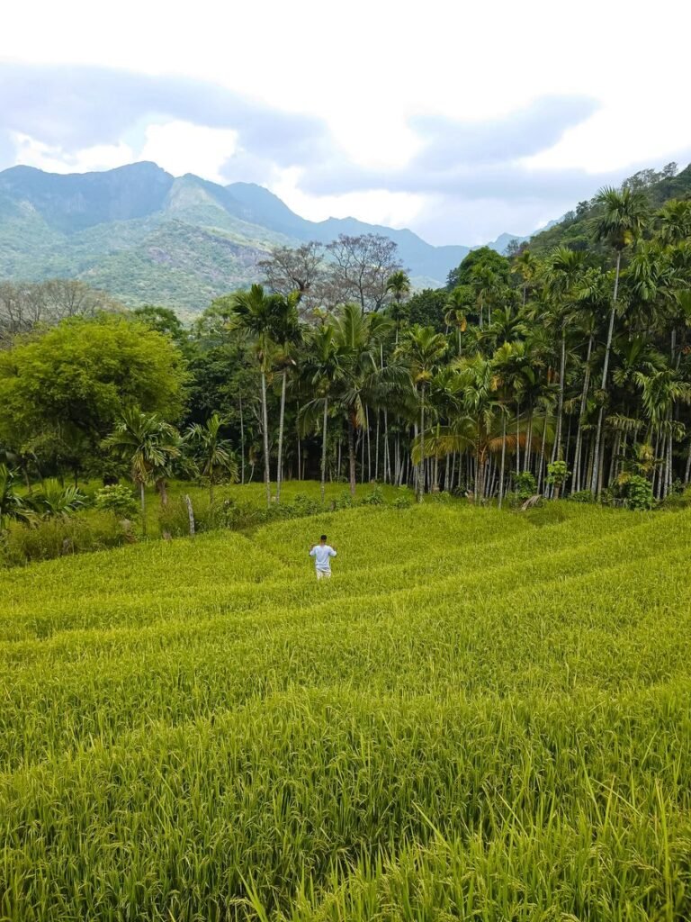 Vibrant paddy fields in Meemure, Sri Lanka, surrounded by mountains and palm trees.