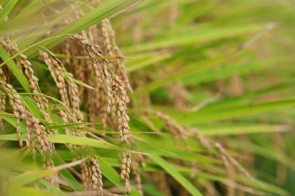 ch, asian rice, rice, isaac, fruit, autumn, grain, plant, nature, landscape, rice paddies, rice paddy, food, field, thanksgiving, bob, harvest, agriculture, farming, rice, rice, rice, rice, rice, thanksgiving